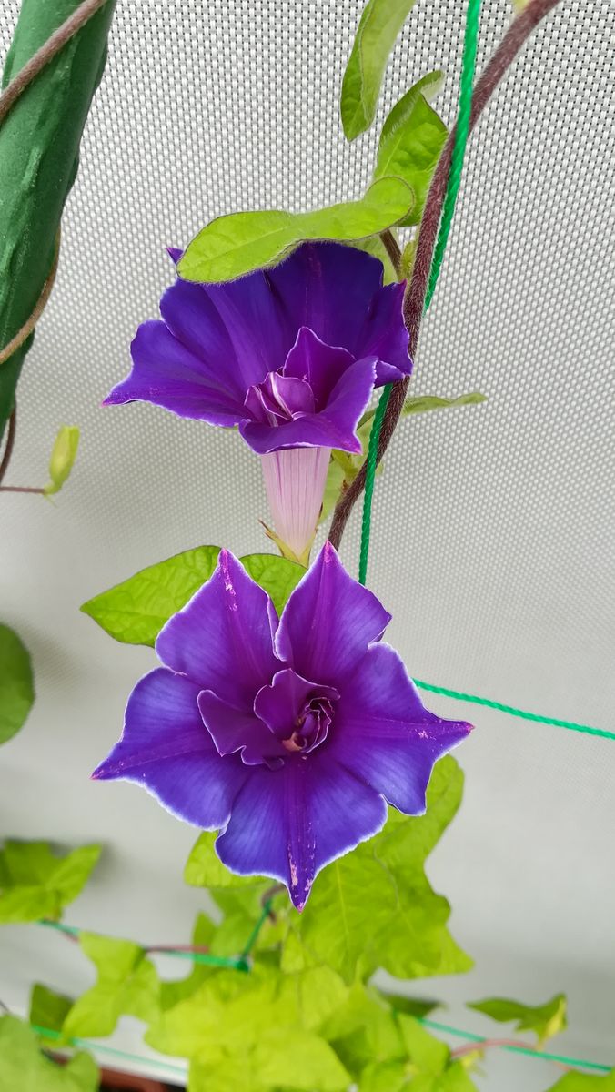 朝顔💜桔梗咲💜開花中