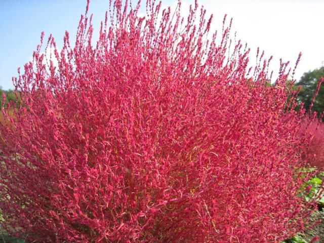 風になびく燃える紅