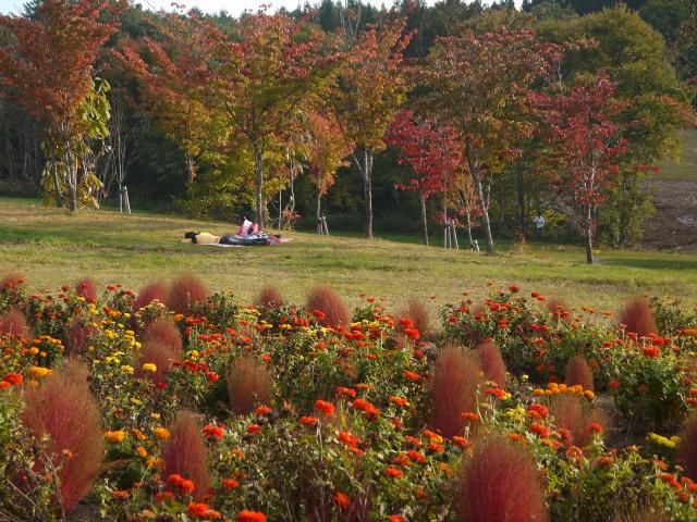 コキアとお花さん達、夕日。