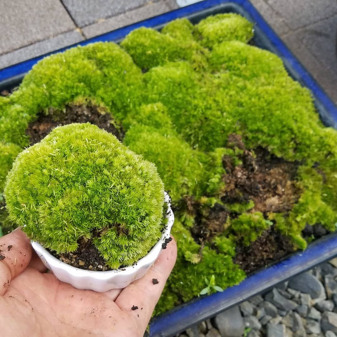 苔のメンテナンス　つづき