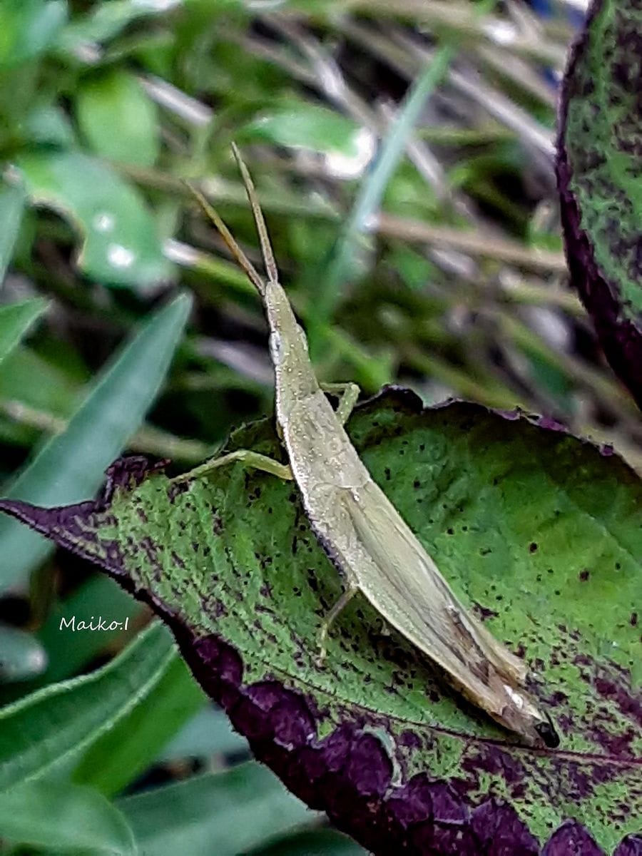 背中合わせ。