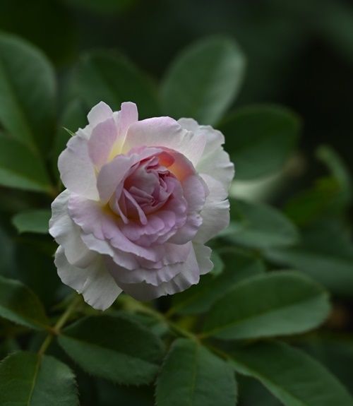 夏の終わりの花