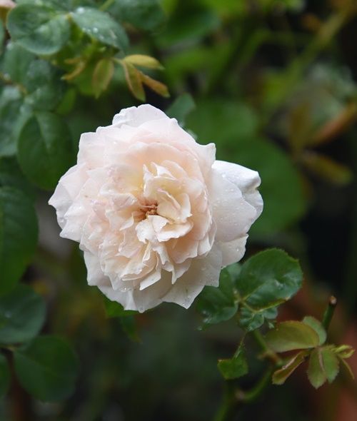 夏の終わりの花