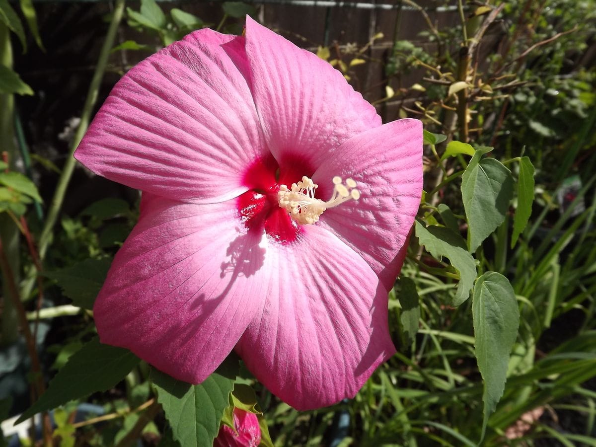 バラとタイタンビカスの２番花♪