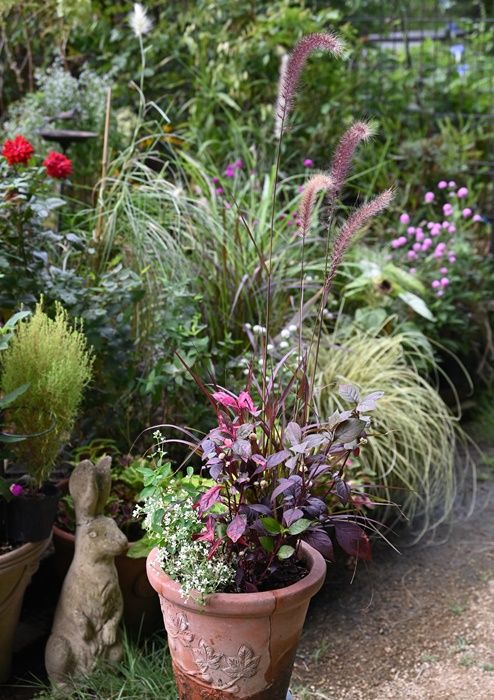 グラスの寄せ植え