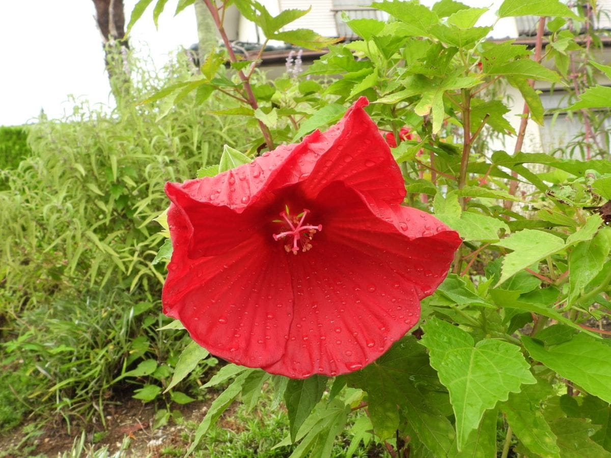 雨に濡れながら…