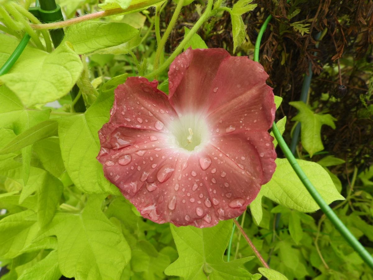 雨に濡れながら…