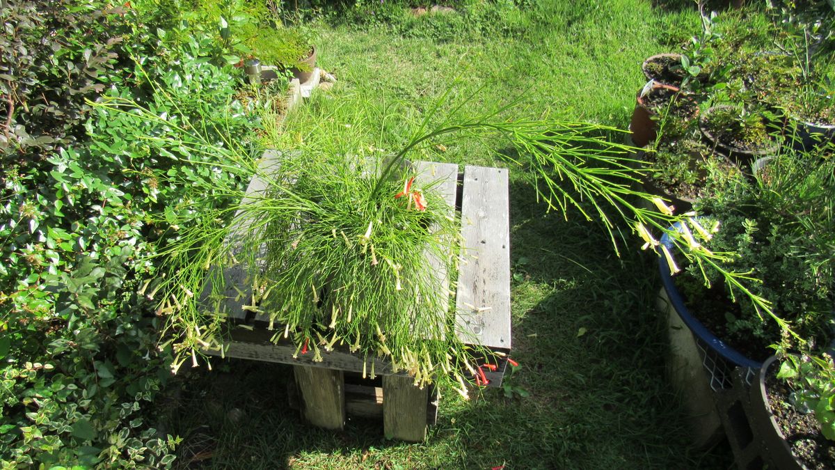 しだれ花火に打ち上げ花火