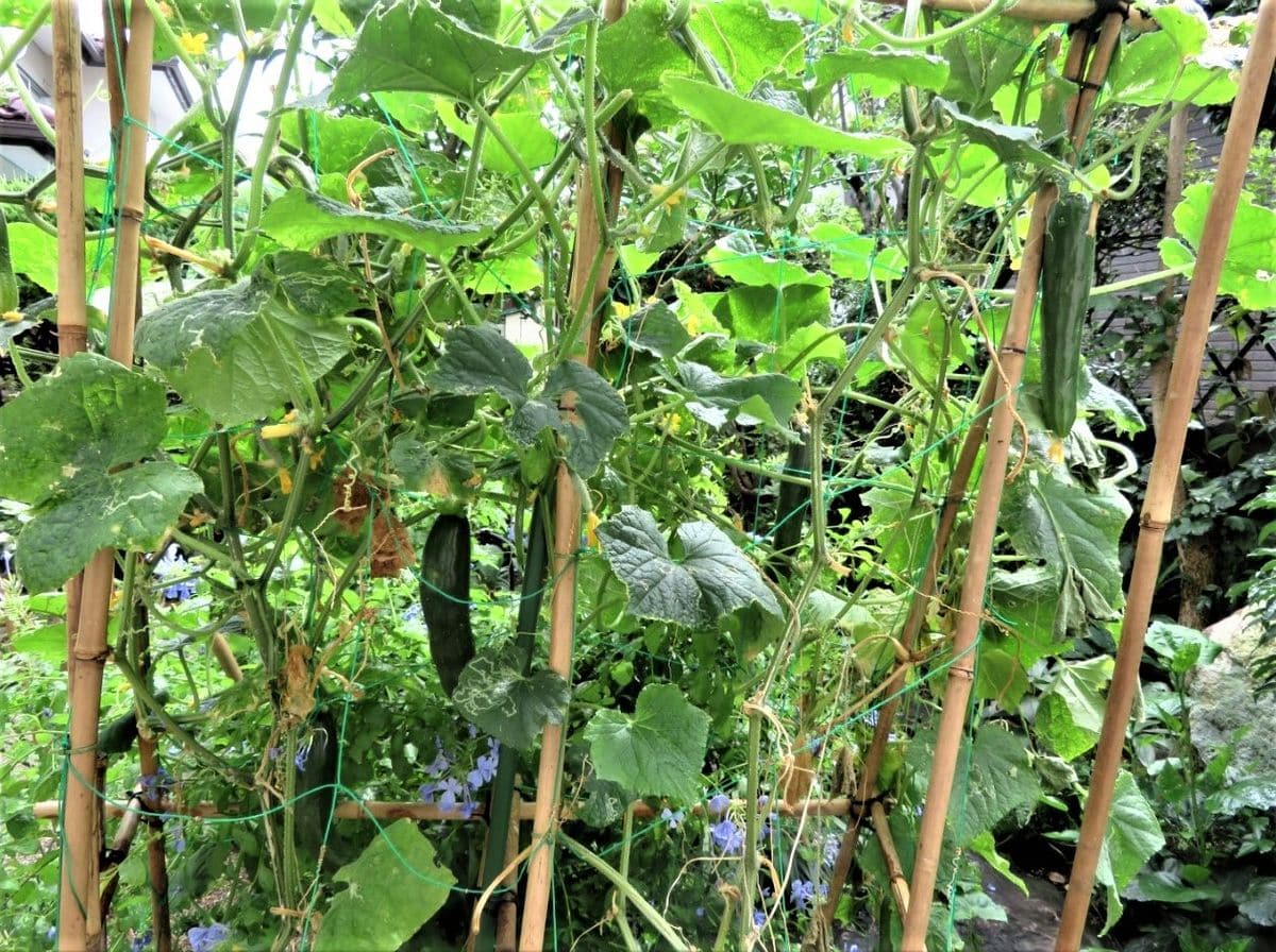 🌀台風がやって来る前の野菜たち