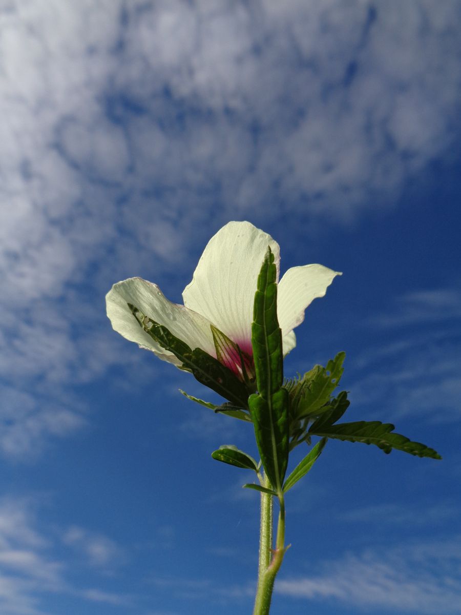 アオイ科のお花たち