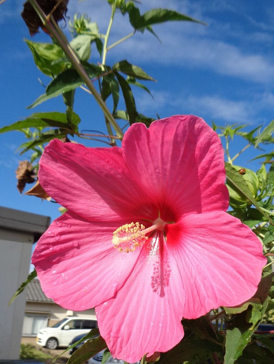 アオイ科のお花たち