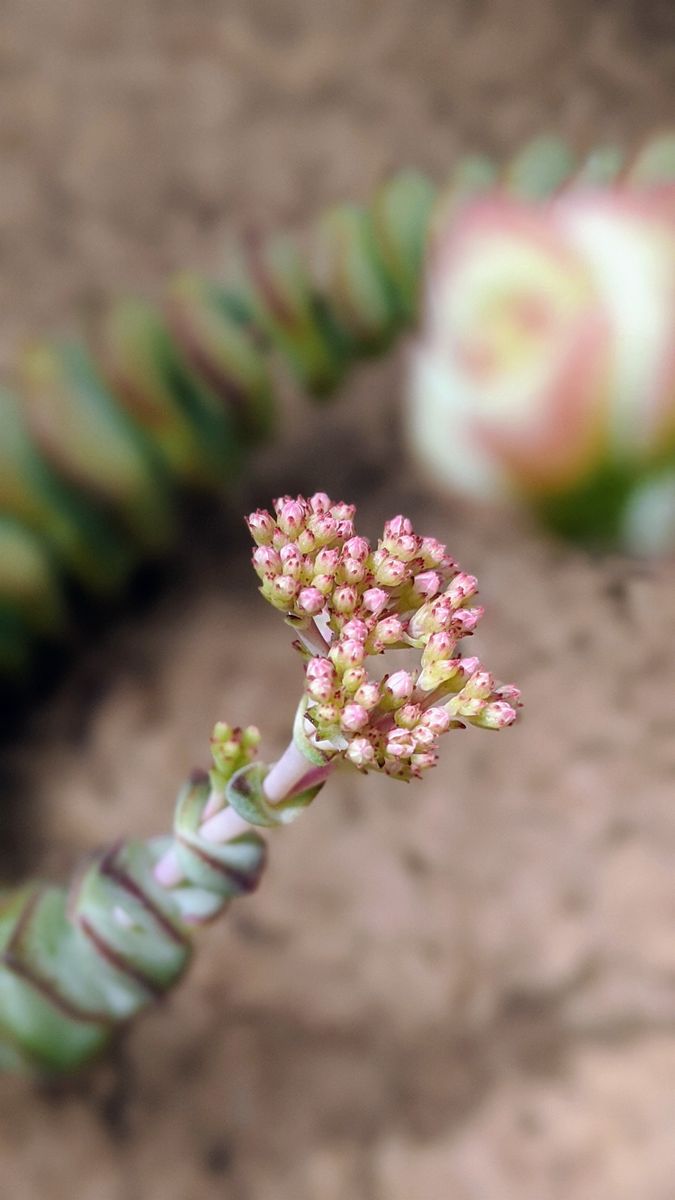 極小の蕾