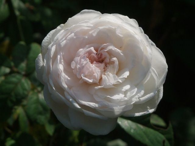 気まぐれな花色の粉粧楼