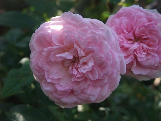 気まぐれな花色の粉粧楼