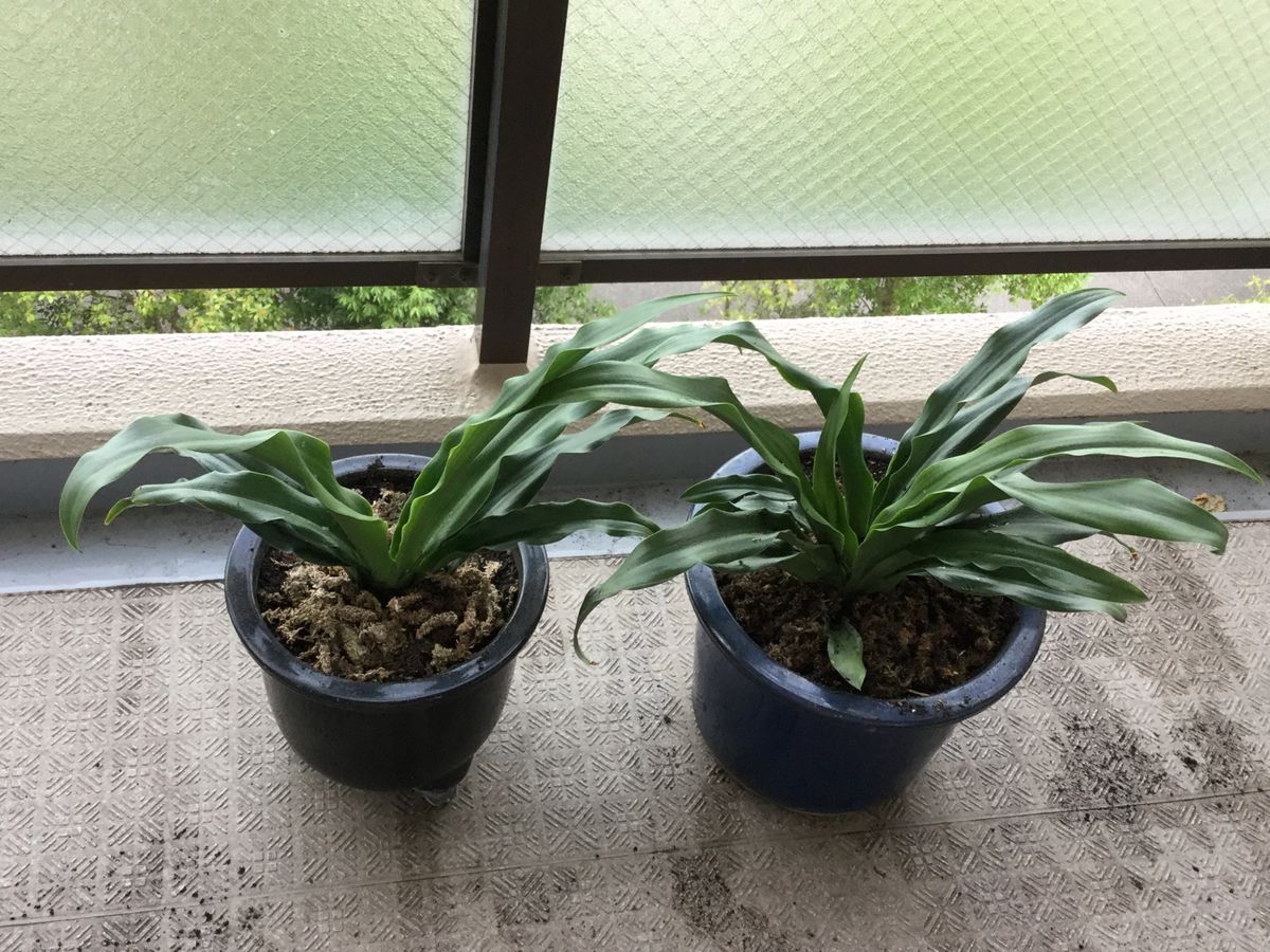 オモト植え替えしました。