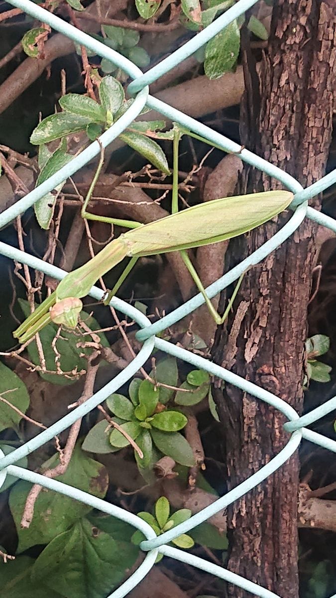 カマキリ