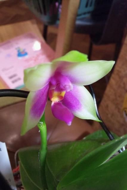 Phalaenopsis violacea