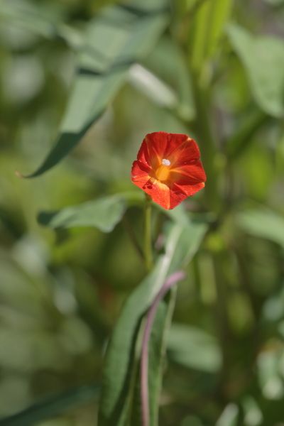 マルバルコウソウが花を咲かせています