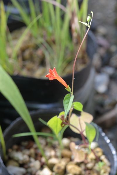 マルバルコウソウが花を咲かせています