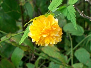 今日の庭から：秋の草花