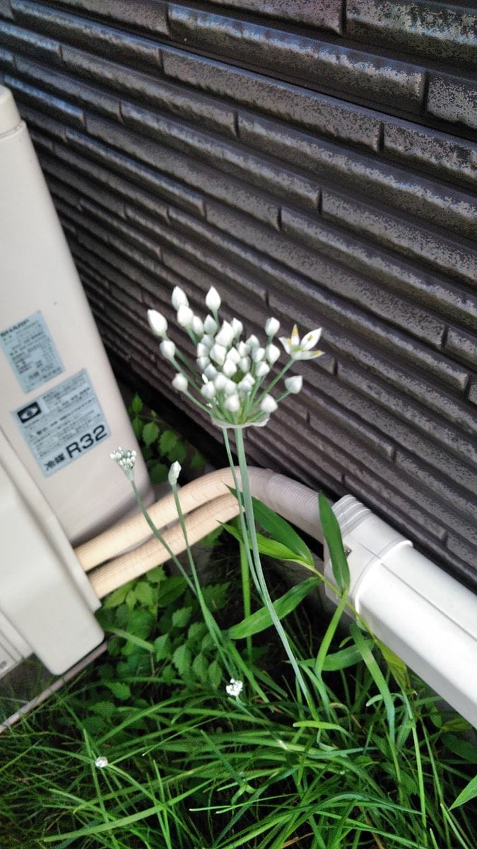 にらの花