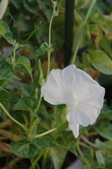 石化の変・白花咲きました