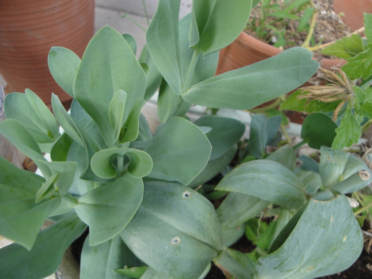 今年の秋は多品種少量栽培🌱🌱