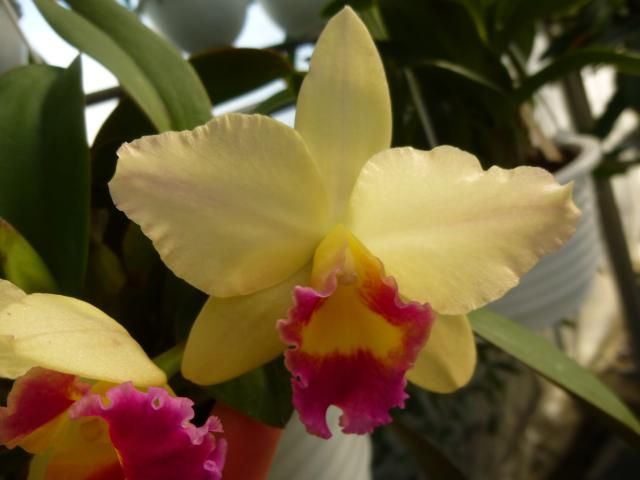 Ctt.Princess Pelu 'First rouge'