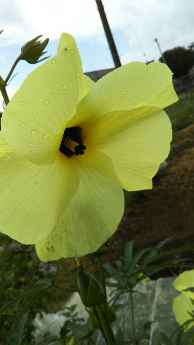 オクラの花🌼と花オクラ