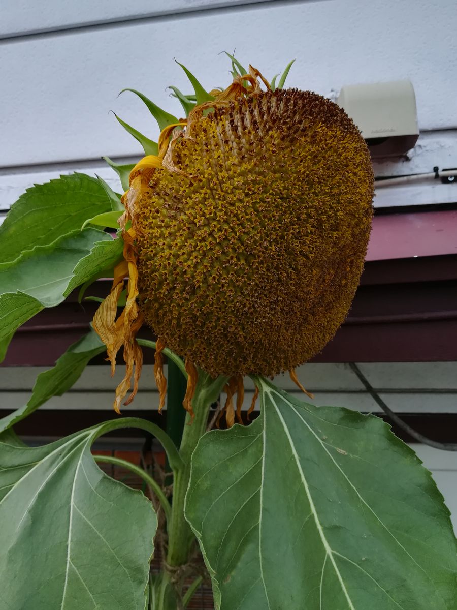 ひまわり🌻タイタン🌻花後の様子