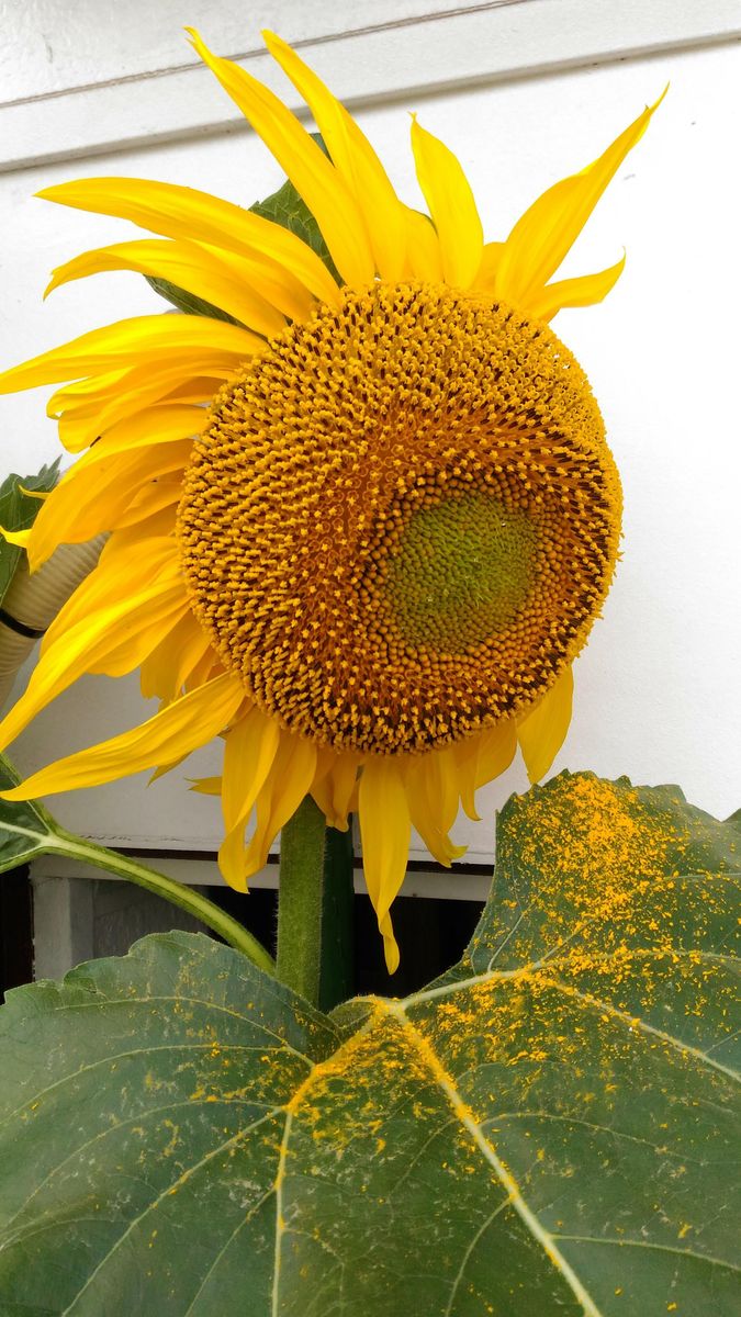 ひまわり🌻タイタン🌻花後の様子