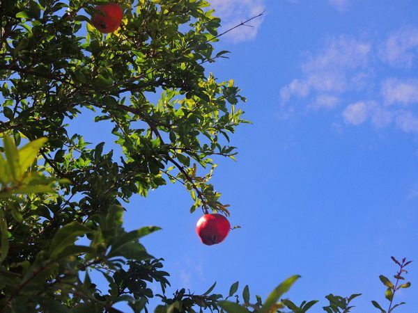 ザクロの実と花