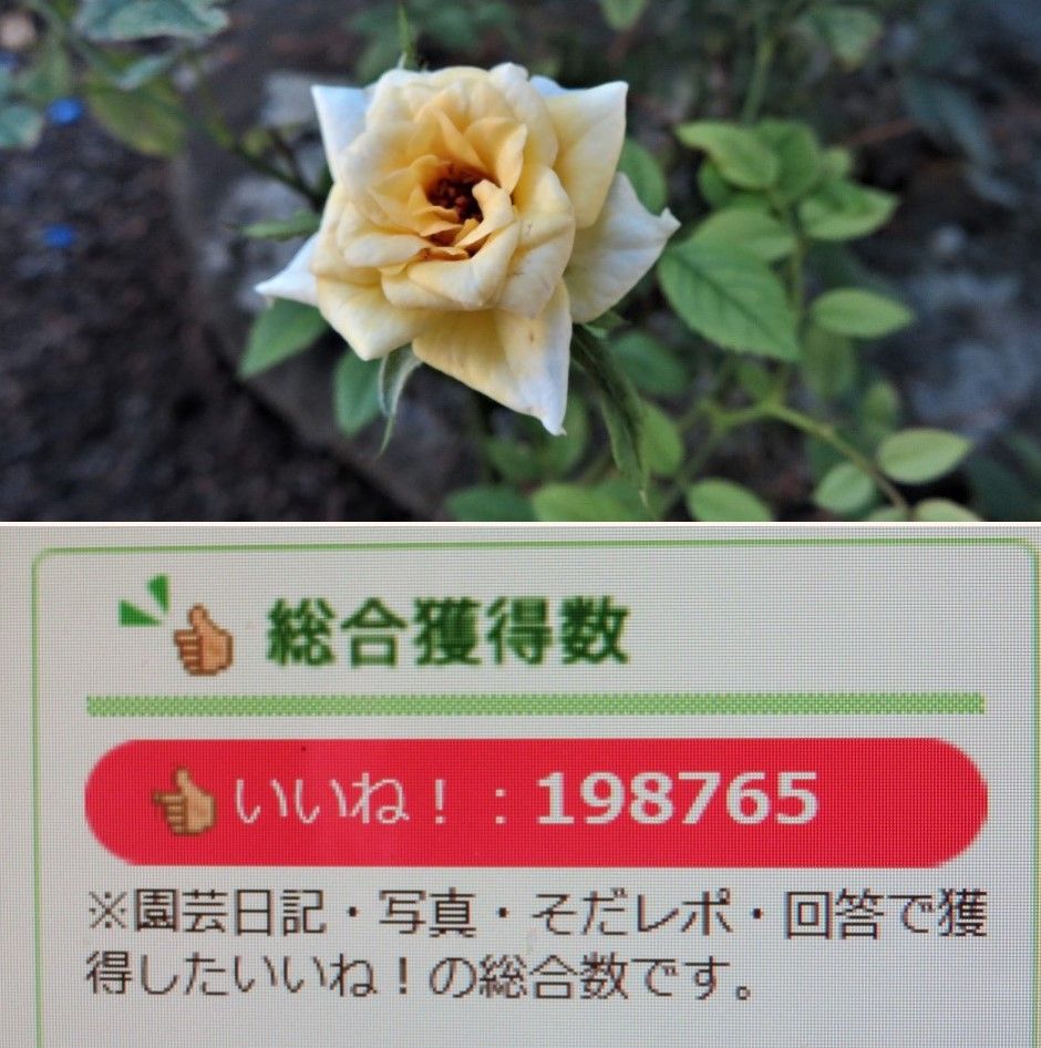  🌻今日の花たち🌻その143