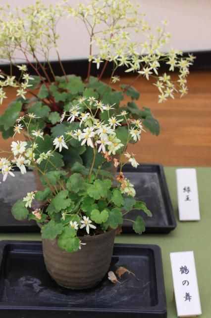 「大文字草展」新潟県立植物園