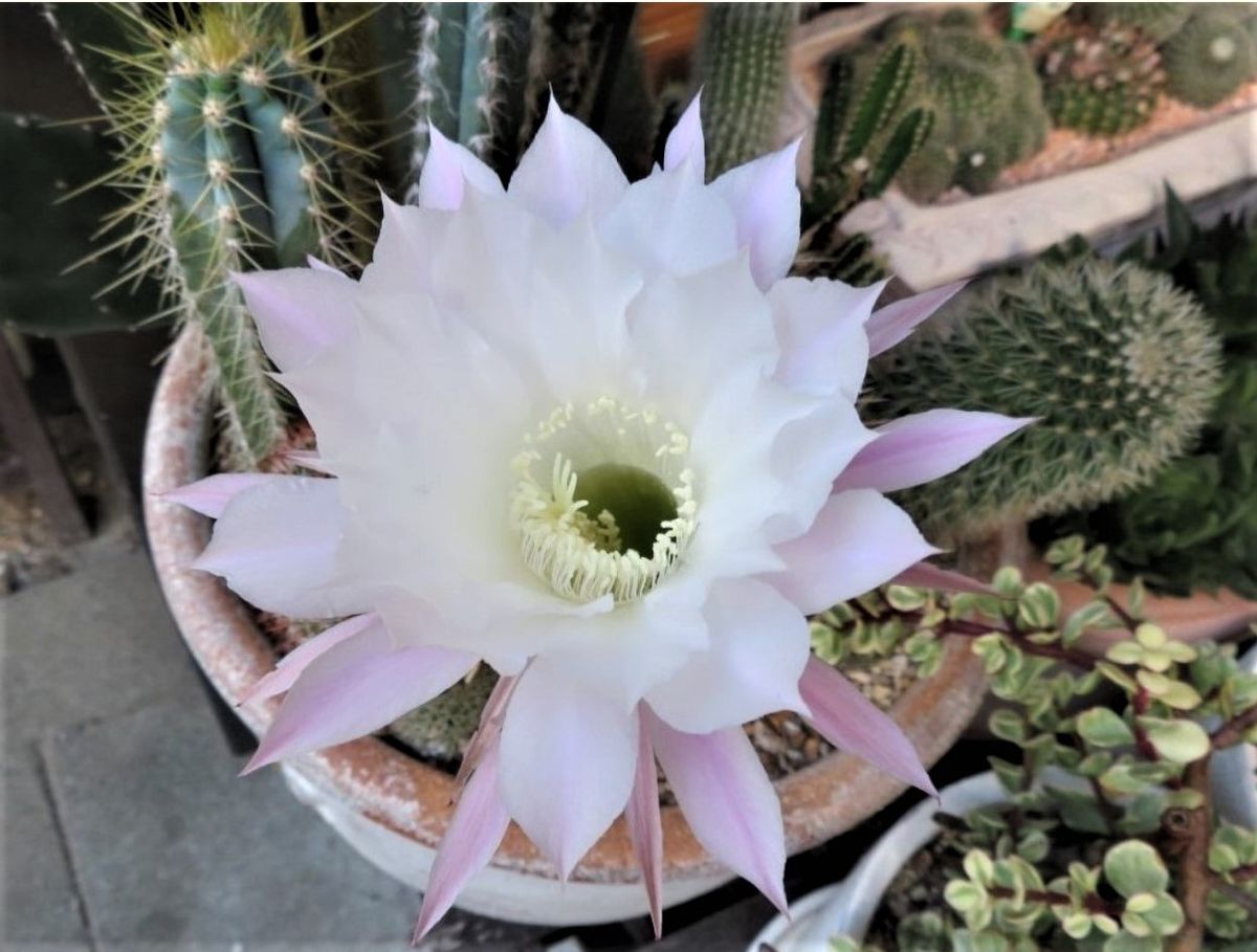 🌵サボテン金鯱(キンシャチ)の花｜園芸日記byロッキー｜みんなの趣味の ...