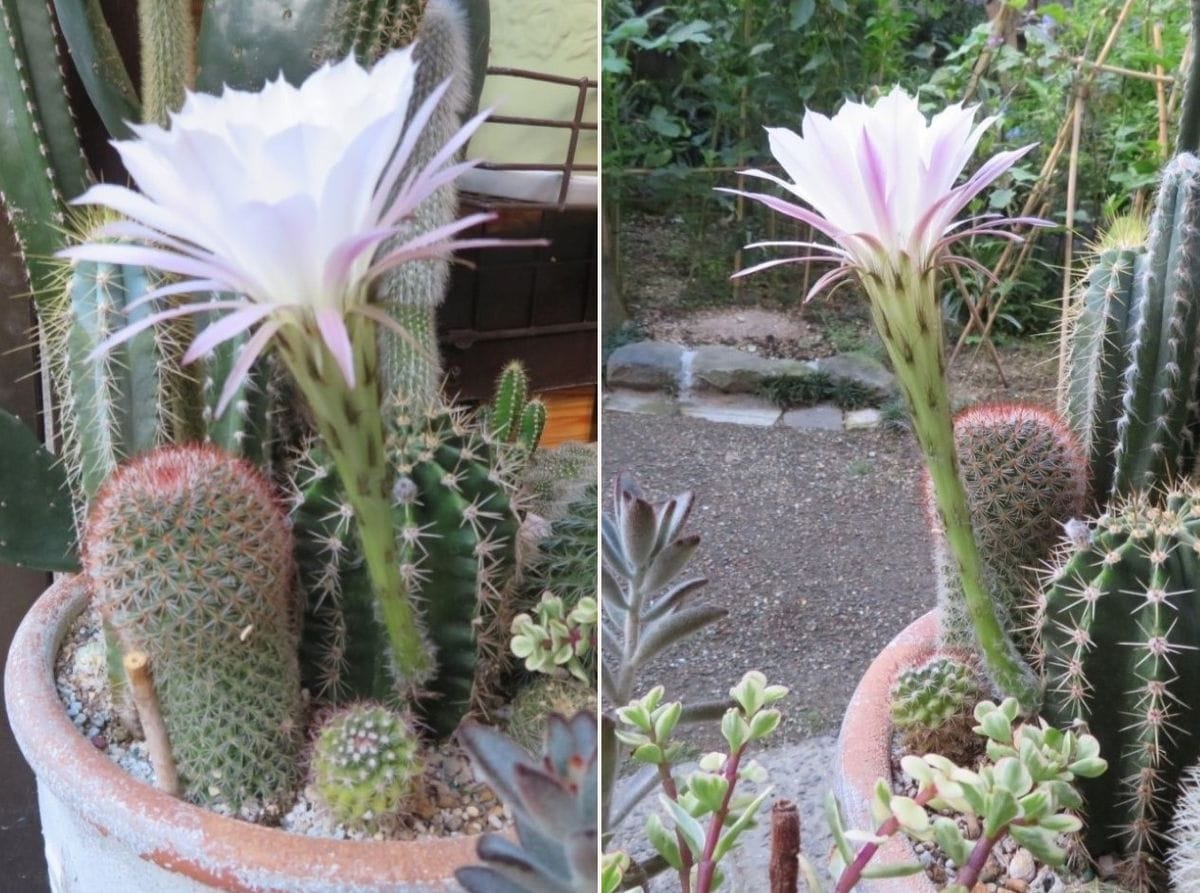 🌵サボテン金鯱(キンシャチ)の花｜園芸日記byロッキー｜みんなの趣味の