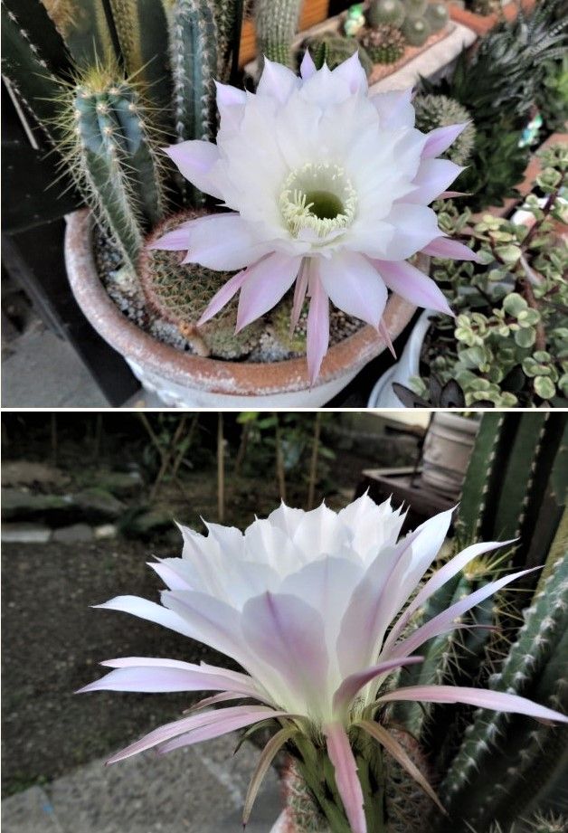 🌵サボテン金鯱(キンシャチ)の花