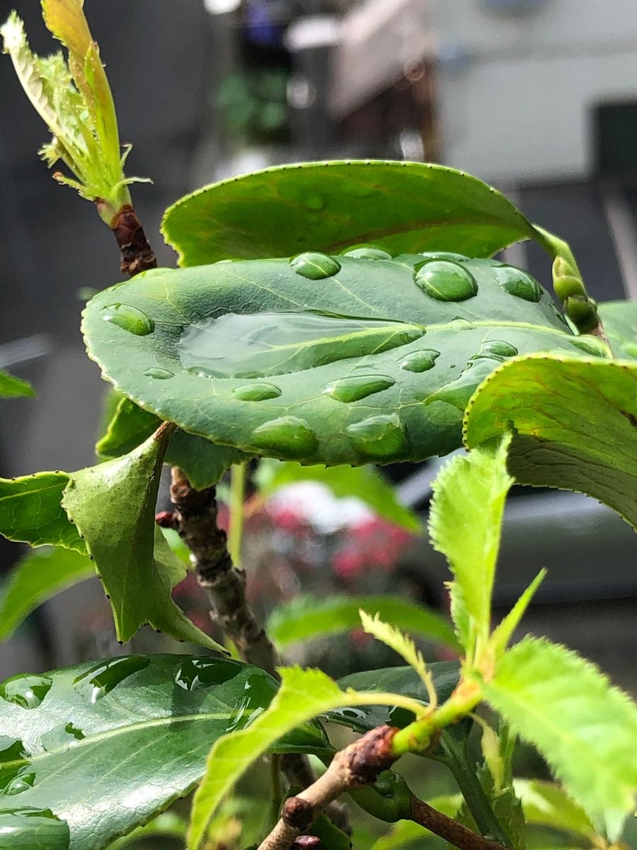 雨上がりとキンズの雪ちゃんと