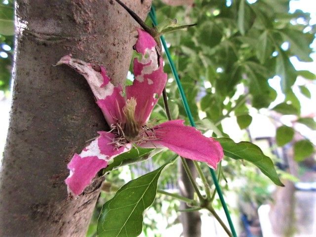 次は　ローゼルの塩漬け　🌺