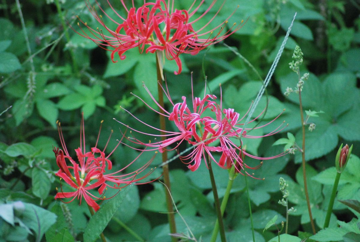 季節のお花