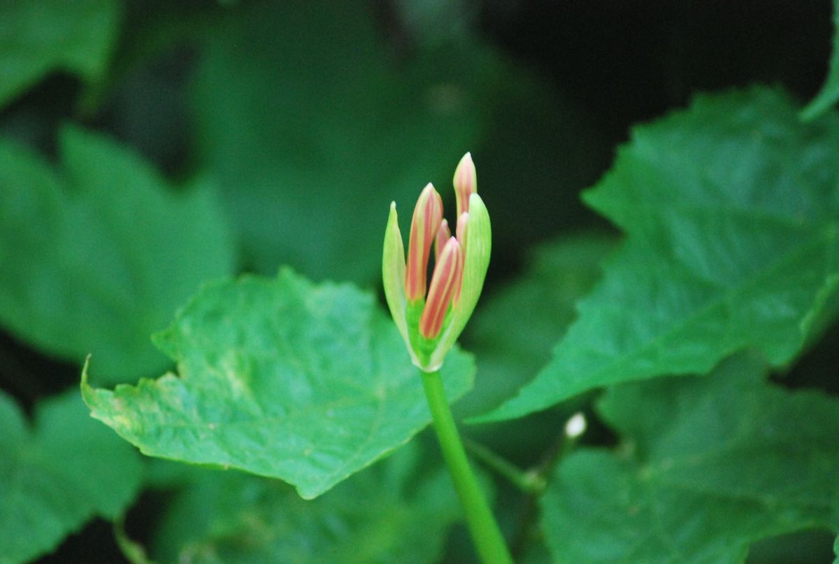 季節のお花