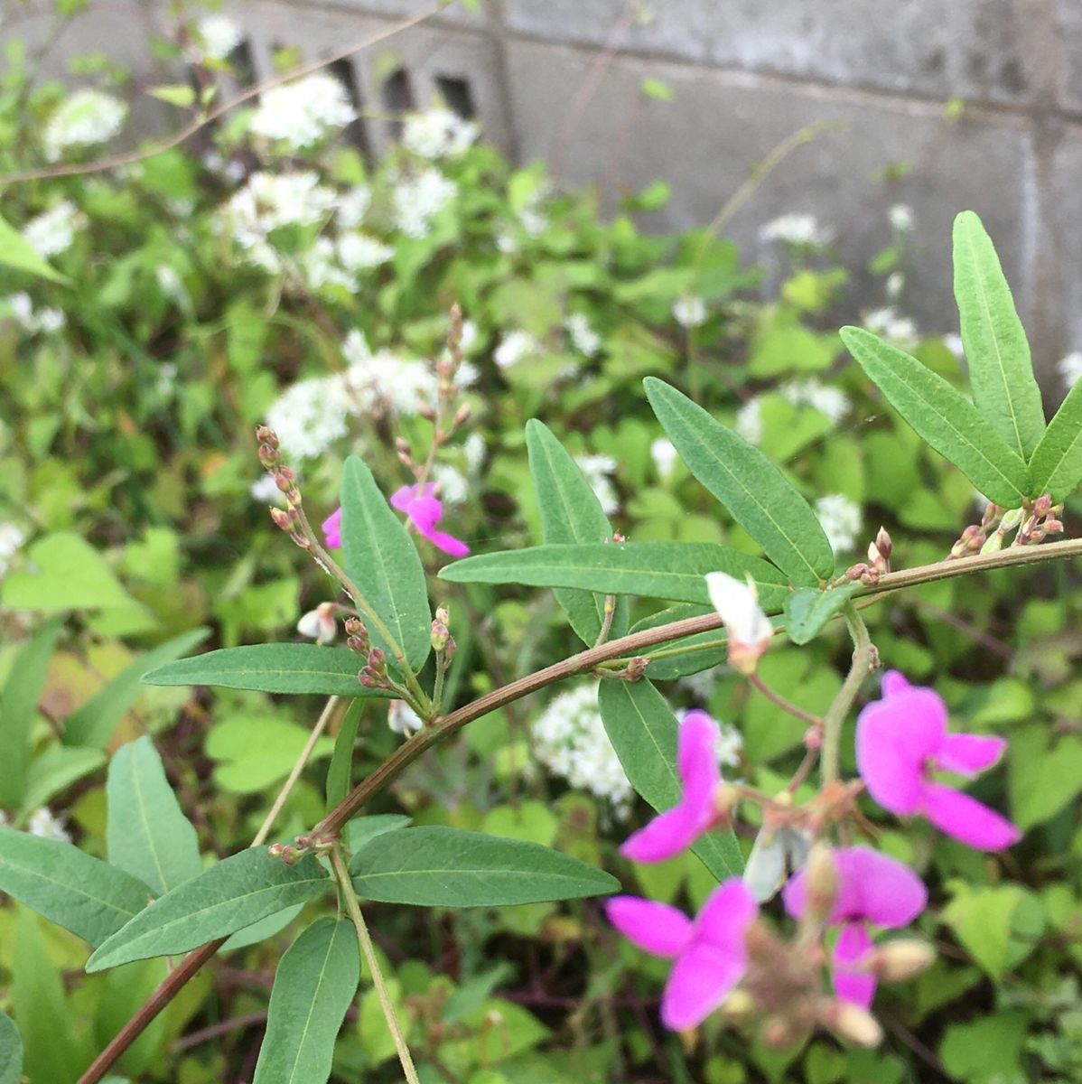 昨日のこと（虫の話・写真あり）