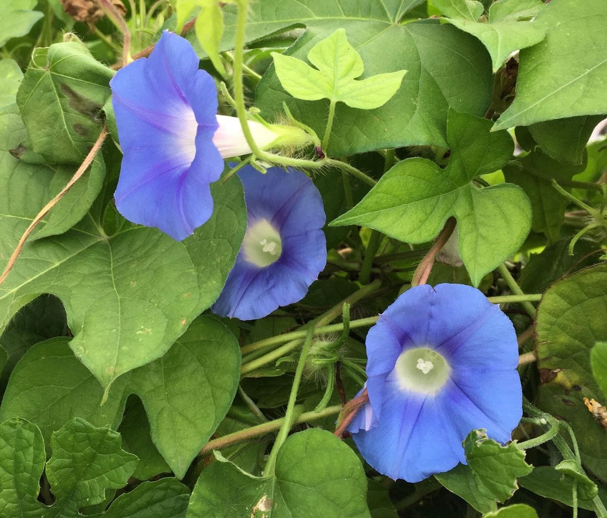 昨日のこと（虫の話・写真あり）