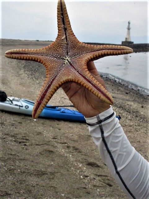 海洋ゴミゼロ　清掃ボランティア