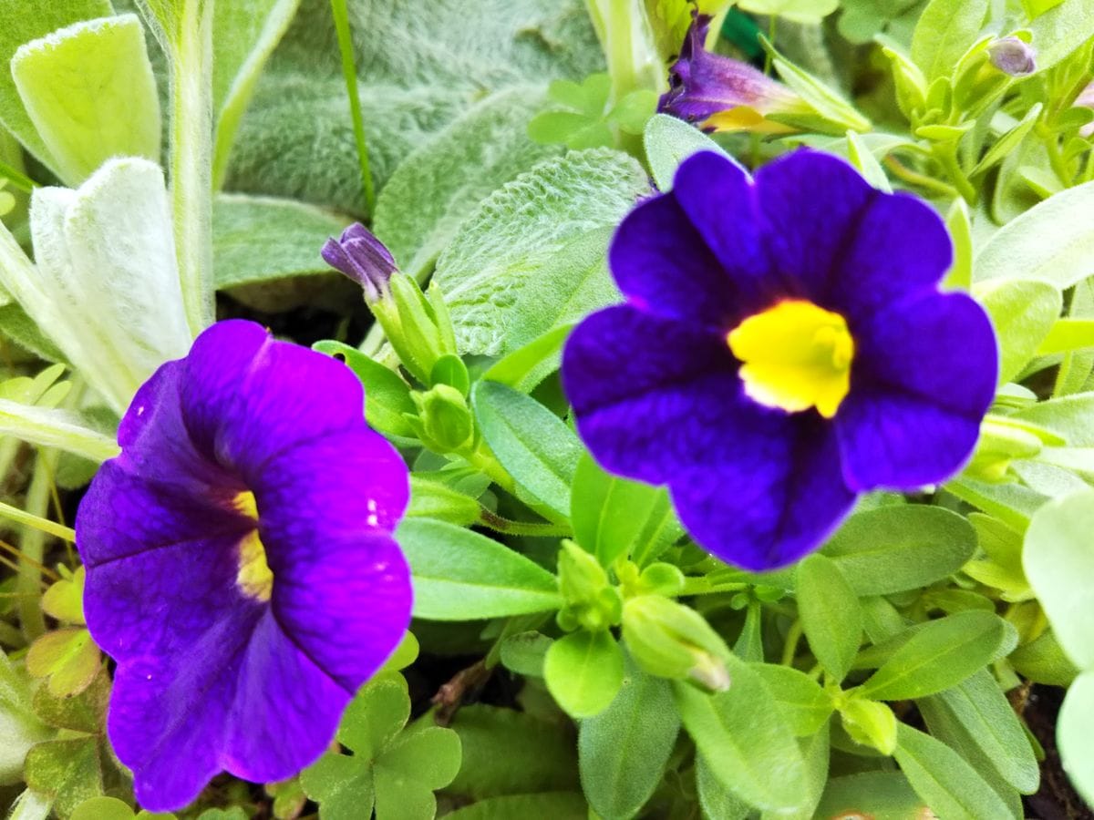 嵐の後✨紫のお花🎵