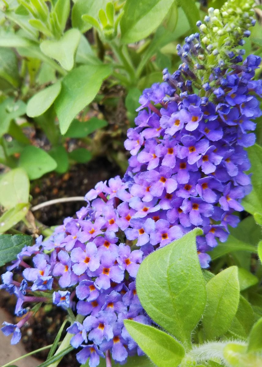 嵐の後✨紫のお花🎵