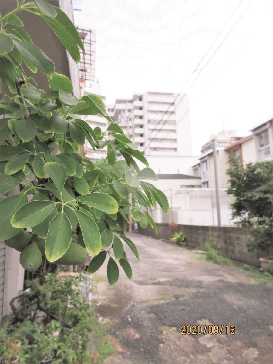 自然授粉だ！　水遣り後、見つけた！