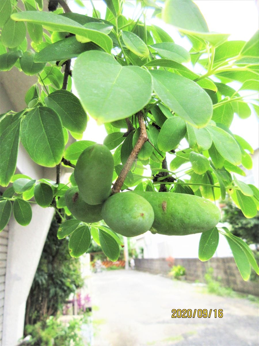 自然授粉だ！　水遣り後、見つけた！