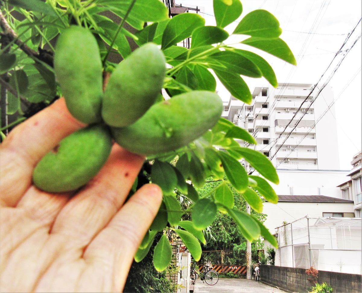 自然授粉だ！　水遣り後、見つけた！