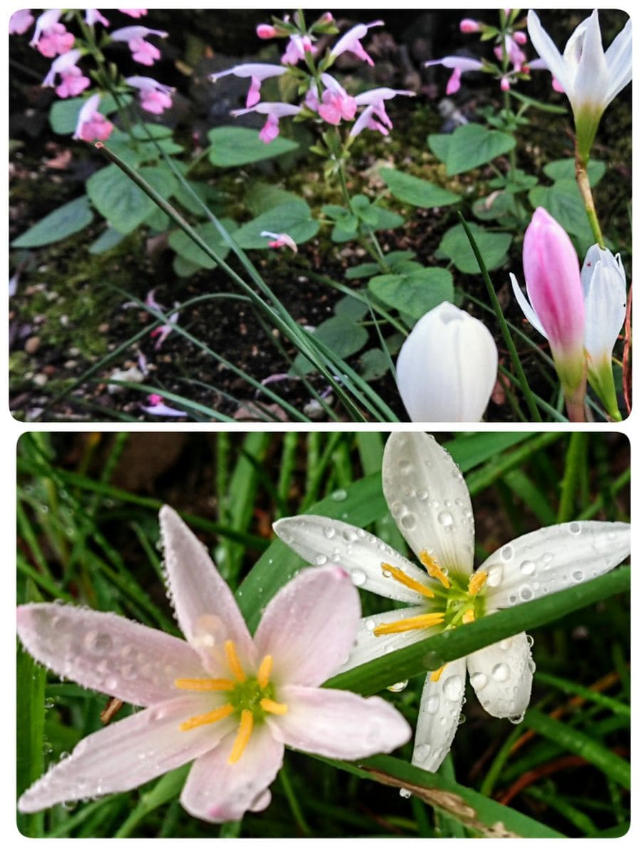 庭のお花達💗